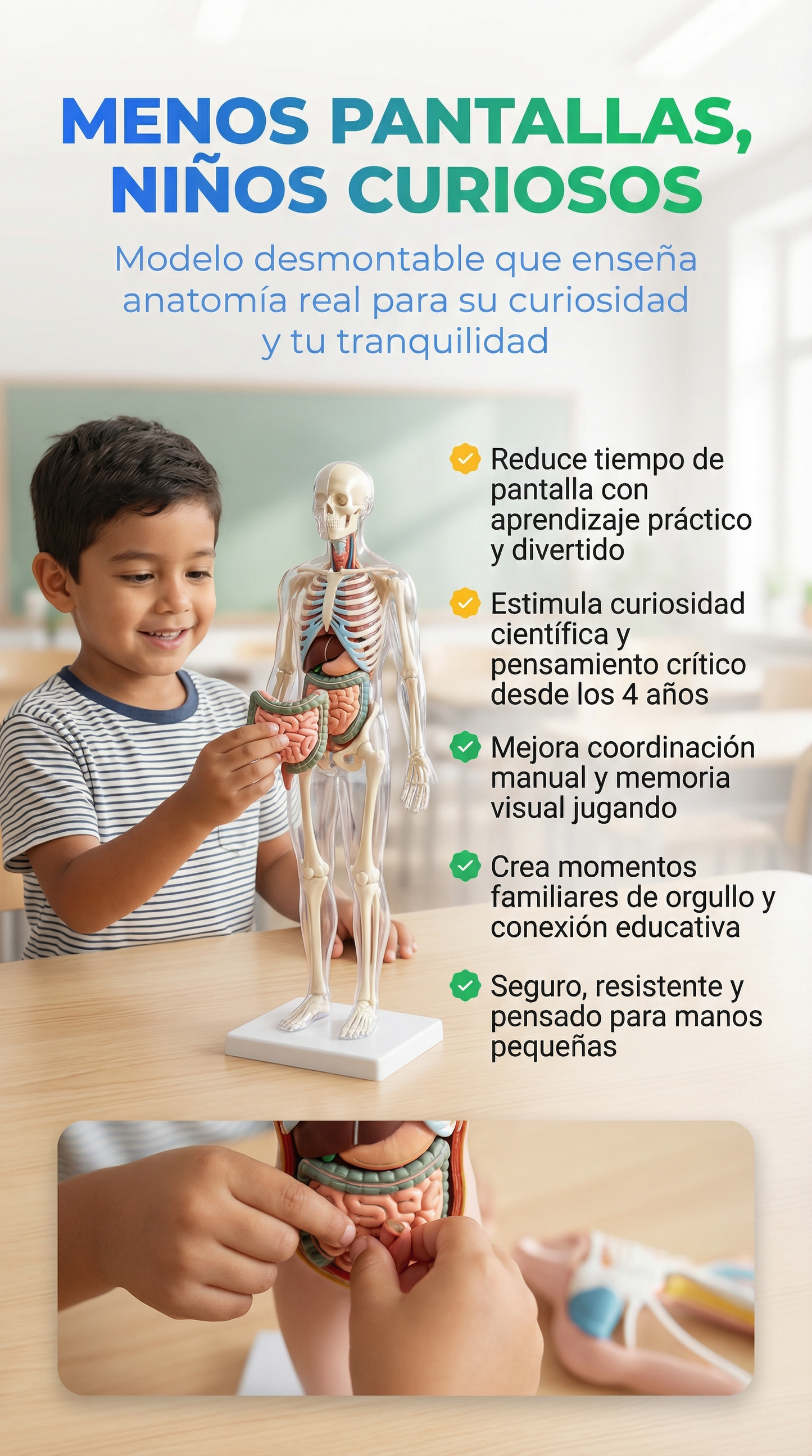 Modelo anatomico- OFERTA UNICA + Ebook anatomía humana GRATIS